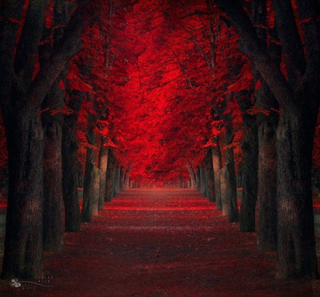 red_maple_tree_forest_by_tempestknightingale-d6pws73
