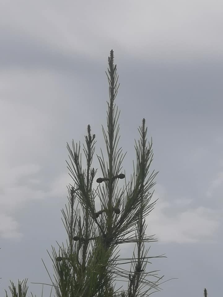 Η αποκάλυψη της fractal μορφοκλασματικής μορφής του κόσμου μέσα στη&nbsp;φύση!